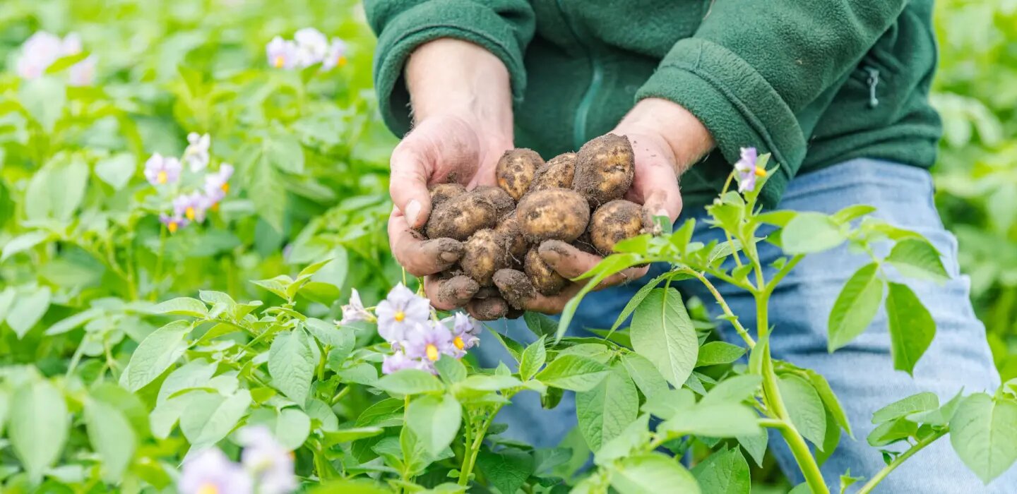 Royal Avebe stelt basisprijs teeltjaar 2025 vast op 110 euro